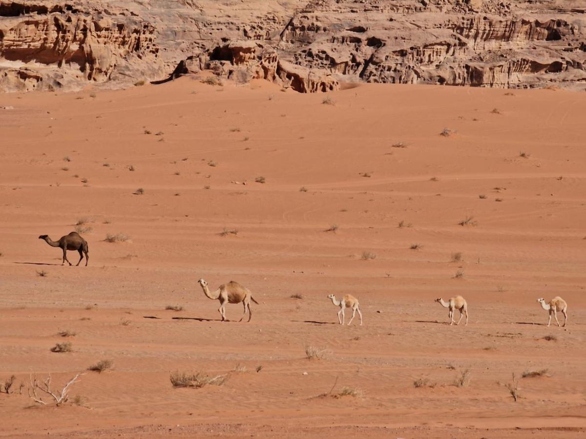 Wadi Rum Story المظهر الخارجي الصورة